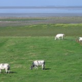 0609F 61 Rotterdam-Leer